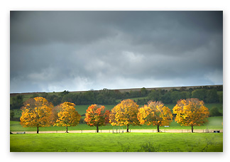Landscape photography tips - light trees